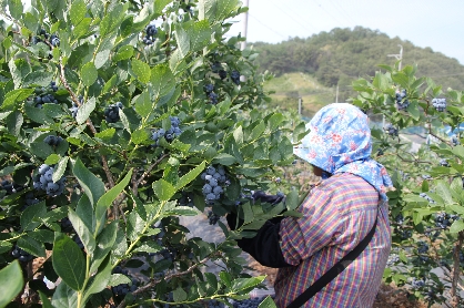 예천 생 블루베리 특대과(18mm이상)