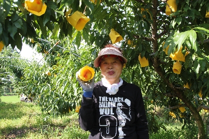 회룡포 달콤말랑 단황도 복숭아 (12과)