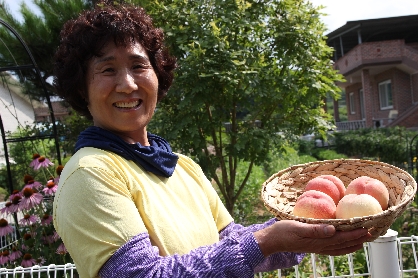 회룡포 장수네 딱딱이 대극천 납작복숭아(12과) 