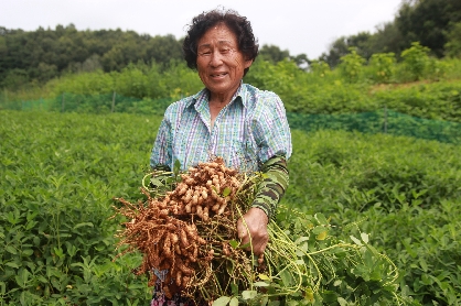 회룡포 풋땅콩(햇땅콩,피땅콩)