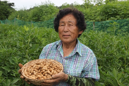 회룡포 자색땅콩 붉은땅콩(햇땅콩,피땅콩)