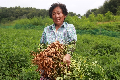 회룡포 자색땅콩 붉은땅콩(햇땅콩,피땅콩)