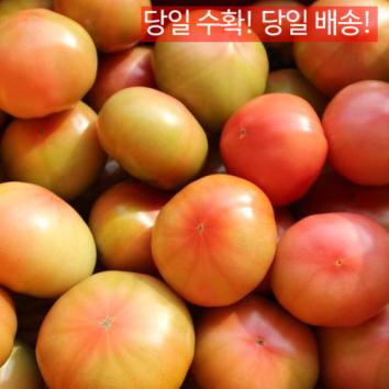 국사골 돌토마토