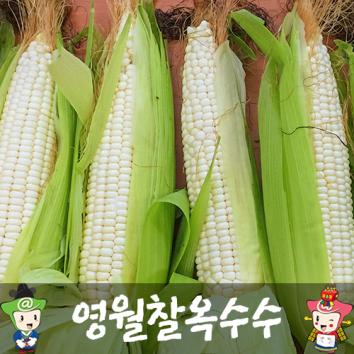 (예약판매)강원도 영월 찰옥수수(미백)